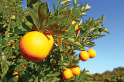 Piecing Together the Puzzle of the Citrus Genome