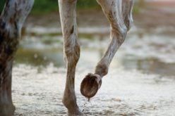 Horses vs Rain
