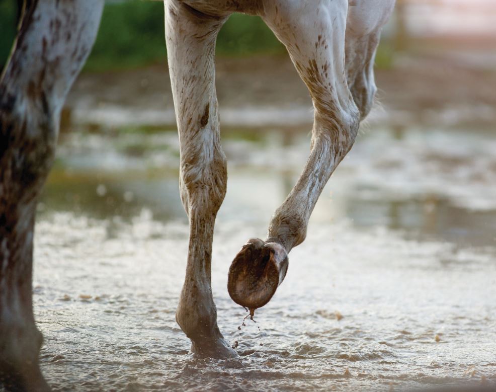 Horses vs Rain