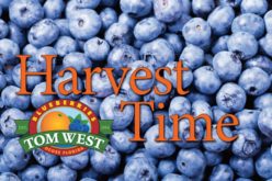 Harvest Time: Catching up With Tom West Blueberries