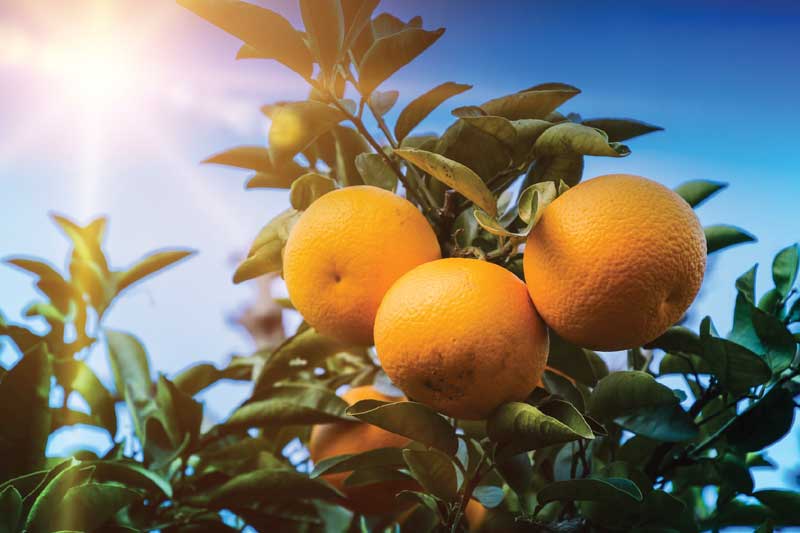 Scientists Using Fungus to Manage Asian Citrus Psyllid