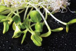 Microgreens: the Latest in Healthy Eating Trends
