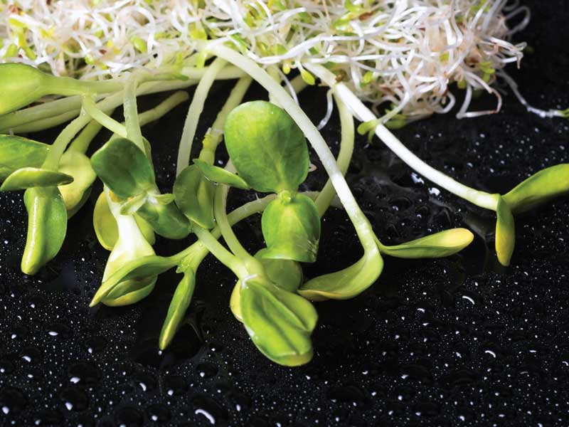Microgreens: the Latest in Healthy Eating Trends