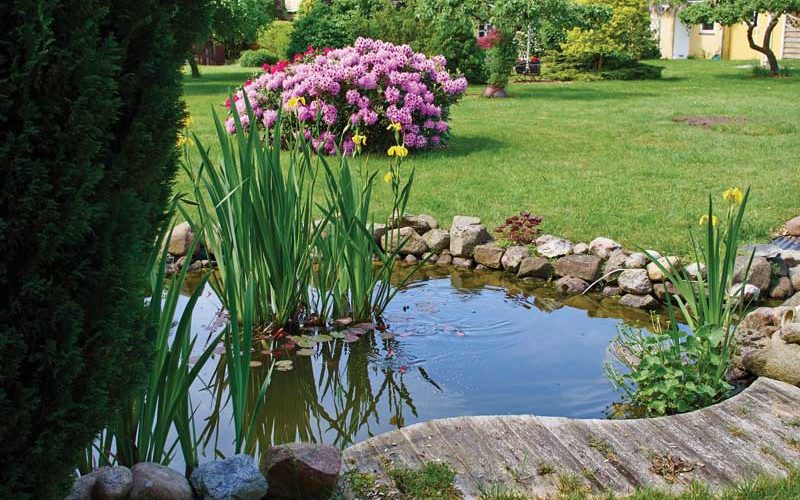 Helpful Tips for a Beautiful Backyard Pond