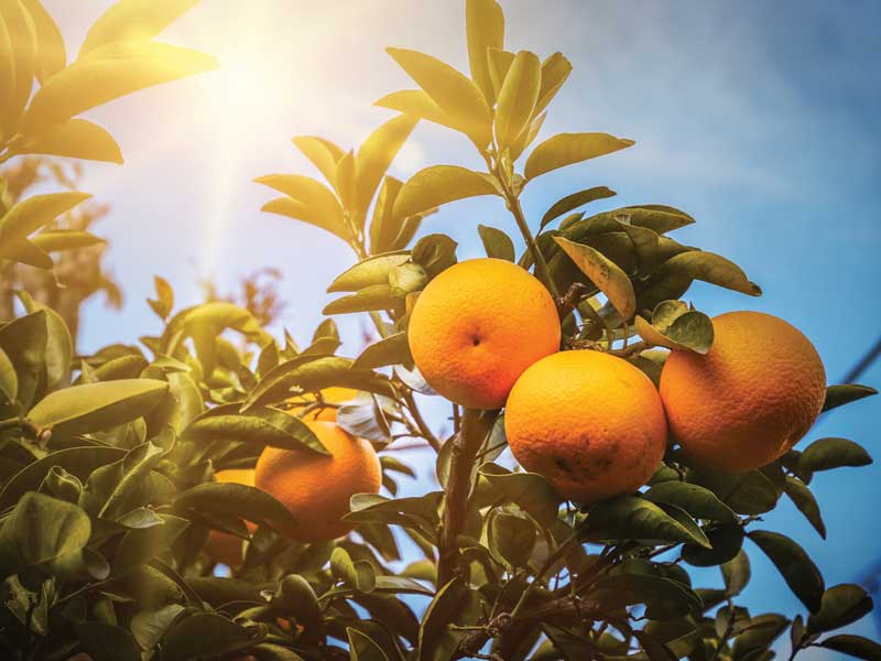 Living with Greening, Citrus Growers Still Expecting Good Crop