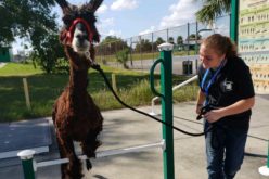 New Adventures at Haines City High School