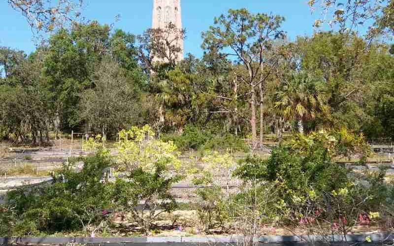 Preserving Florida S Beauty A Look At Bok Tower Gardens Rare