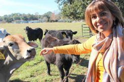 Beef Cattle Getting Genetic Makeover