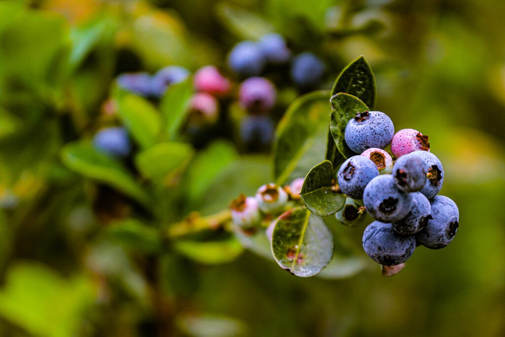 Florida’s Rich Blueberry History