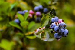 Florida’s Rich Blueberry History