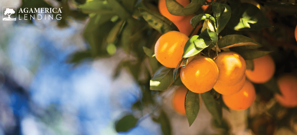 Five Factors Impacting Florida Citrus