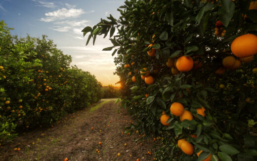 Recognizing Citrus Giants