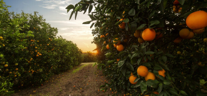 Recognizing Citrus Giants