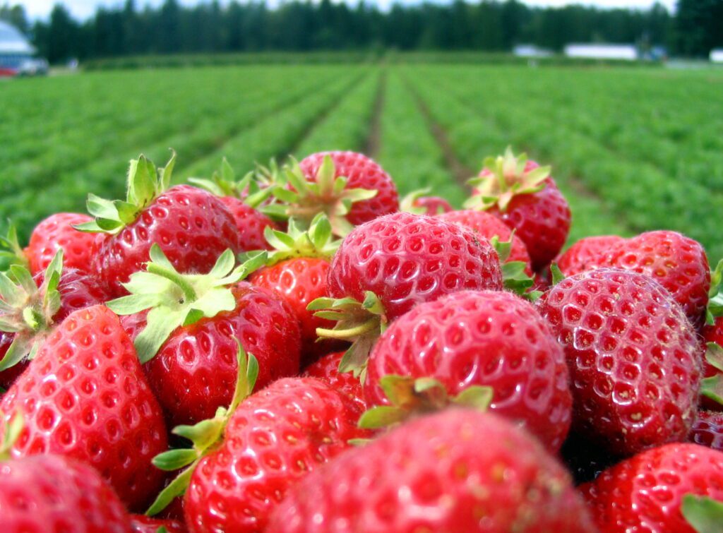 Signs of the Season: Florida a Key Player in Nation’s Strawberry Production