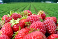 Signs of the Season: Florida a Key Player in Nation’s Strawberry Production