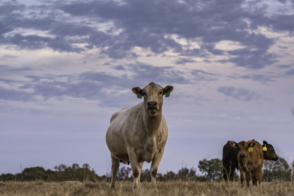 Signs of the Season: Cattle Are an Integral Part of Florida Economy