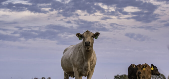 Signs of the Season: Cattle Are an Integral Part of Florida Economy