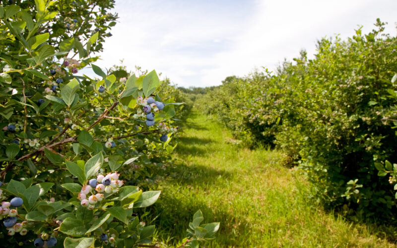 Blueberry Harvest Solid in 2022