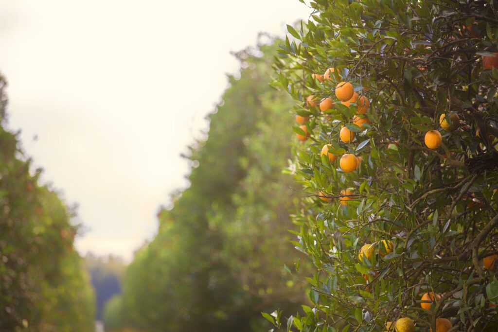 Citrus Season Roundup