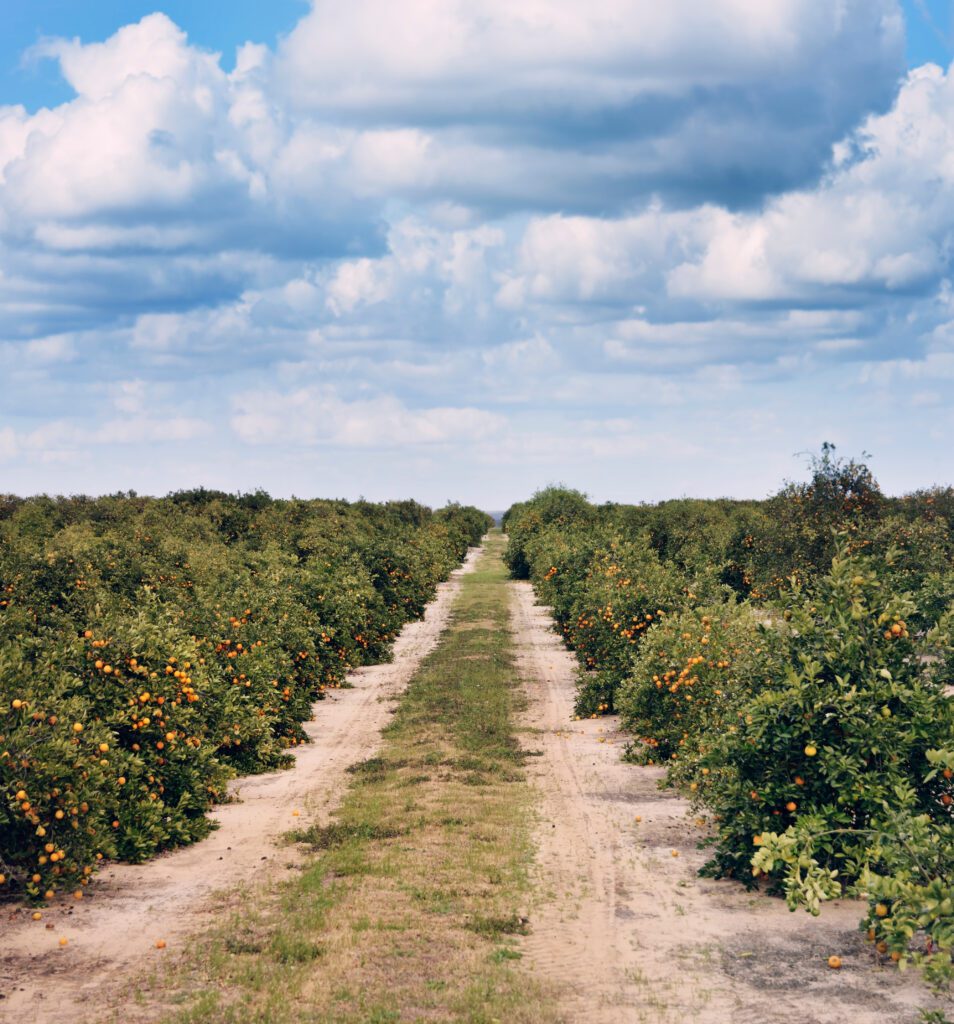 Two UF Startups Join the Effort to Help Citrus Growers