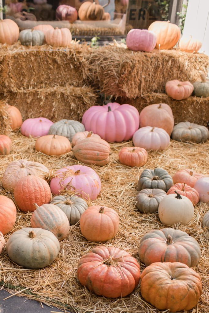 Not a Huge Producer of Pumpkins, Florida Still Grows Its Share; Sponsored by Farm Credit of Central Florida