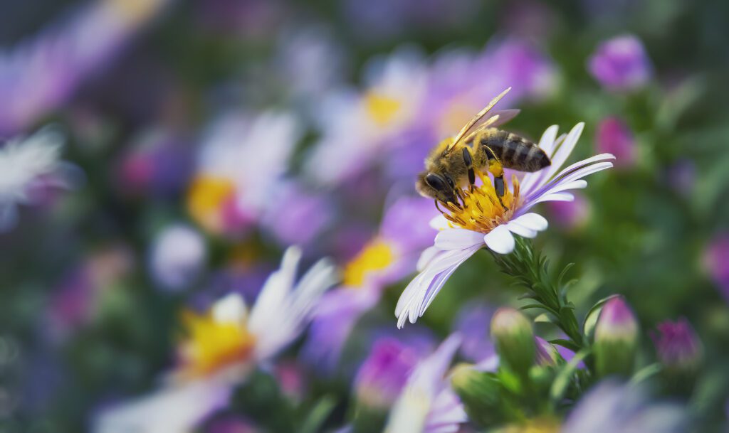Celebrate Spring With Your Own Pollinator Garden