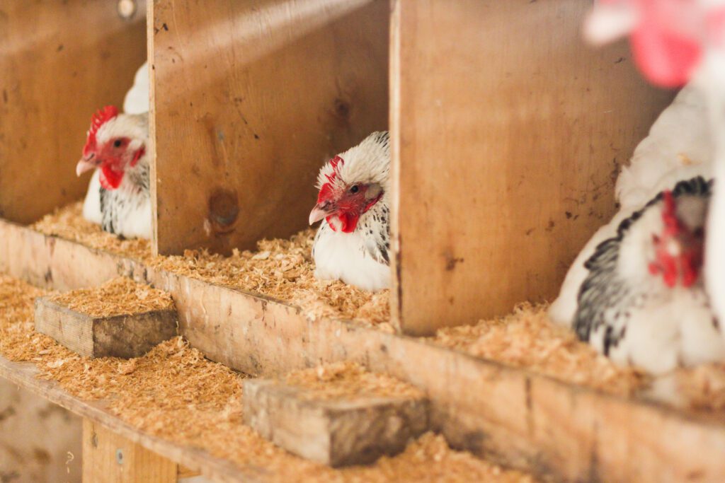 Agrishopper