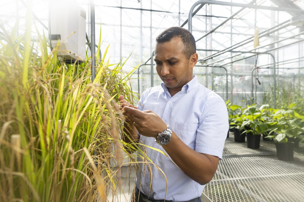 UF Scientists Look to Pollen for Heat Resilience in Plants