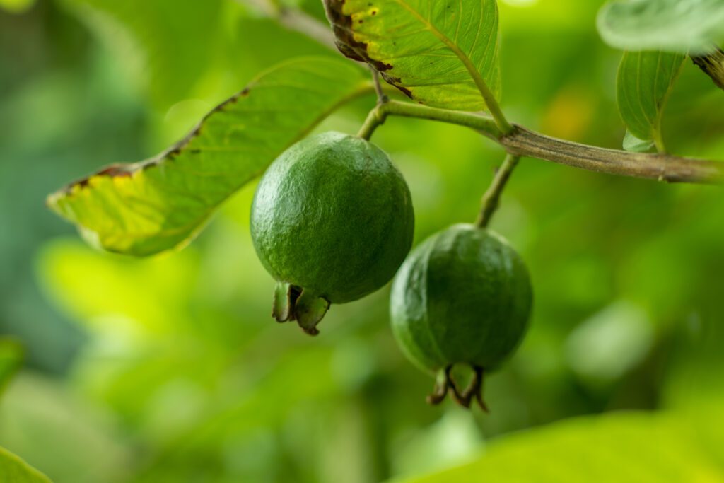 Great Guavas! Florida&#8217;s Steamy Climate Nurtures the Tropical Treat