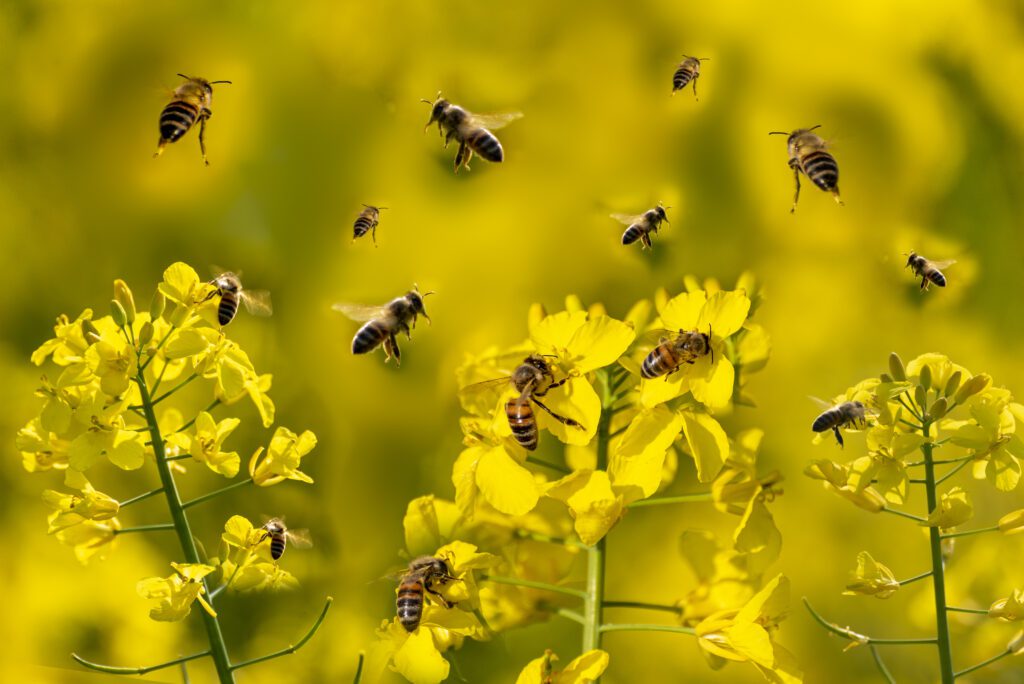 Flower And The Honey Bee A Vital Bond