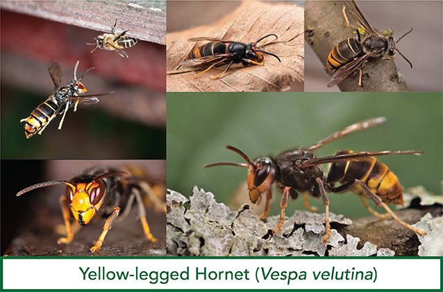 UF/IFAS Experts Urge Residents to Watch for, Report Predatory Yellow-Legged Hornets