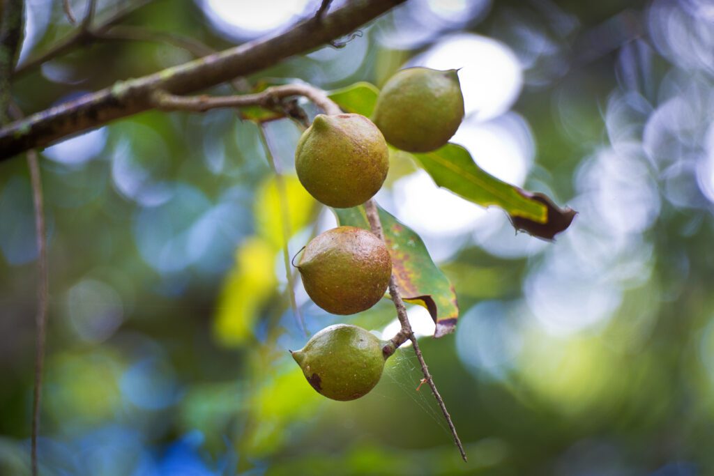 Does Macadamia Have a Future in Florida?