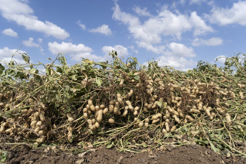 Florida Panhandle a Powerhouse for Peanut Crop