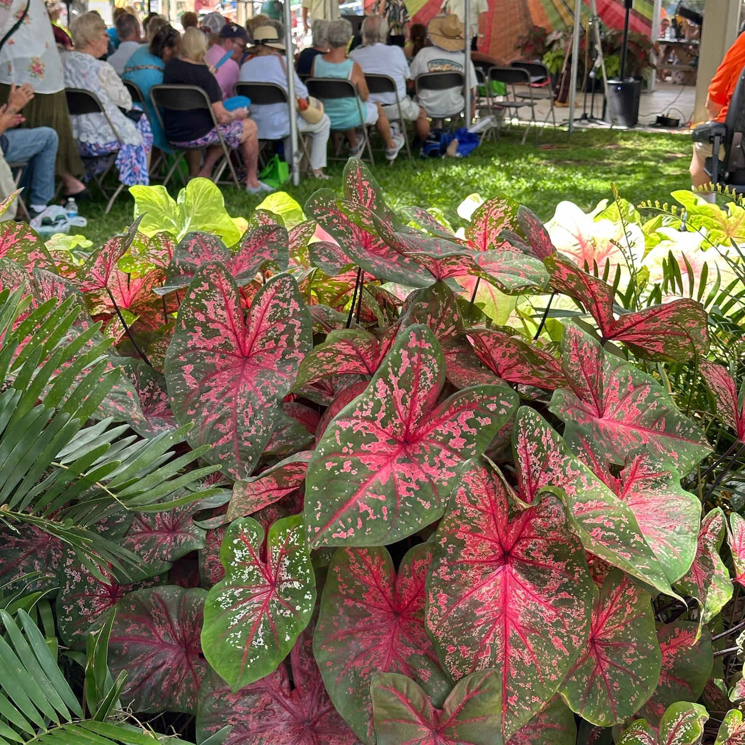 2024 Caladium Festival