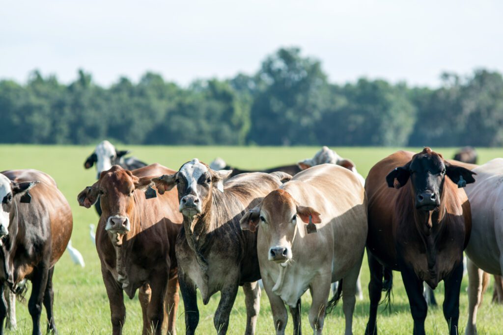Florida Cattle Market Strong Despite Inflation, Loss of Ranchland